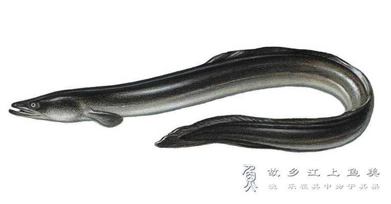 獐子島魚苗品種及特點:獐子島蝦夷扇貝新品種“獐子島紅”以及人工增殖的天鵝蛋大蛤 龍魚百科 第3張 獐子島魚苗品種及特點:獐子島蝦夷扇貝新品種“獐子島紅”以及人工增殖的天鵝蛋大蛤 獐子島魚苗品種及特點:獐子島蝦夷扇貝新品種“獐子島紅”以及人工增殖的天鵝蛋大蛤 龍魚百科 第3張