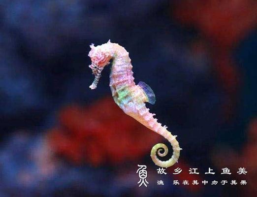 獐子島魚苗品種及特點:獐子島蝦夷扇貝新品種“獐子島紅”以及人工增殖的天鵝蛋大蛤 龍魚百科 第2張 獐子島魚苗品種及特點:獐子島蝦夷扇貝新品種“獐子島紅”以及人工增殖的天鵝蛋大蛤 獐子島魚苗品種及特點:獐子島蝦夷扇貝新品種“獐子島紅”以及人工增殖的天鵝蛋大蛤 龍魚百科 第2張