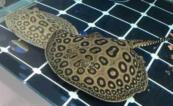 獐子島魚苗品種及特點:獐子島蝦夷扇貝新品種“獐子島紅”以及人工增殖的天鵝蛋大蛤 龍魚百科 第5張 獐子島魚苗品種及特點:獐子島蝦夷扇貝新品種“獐子島紅”以及人工增殖的天鵝蛋大蛤 獐子島魚苗品種及特點:獐子島蝦夷扇貝新品種“獐子島紅”以及人工增殖的天鵝蛋大蛤 龍魚百科 第5張