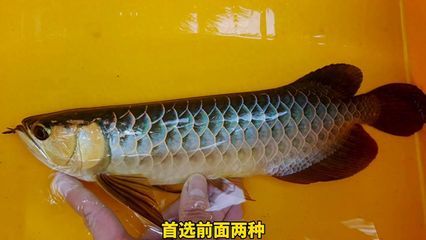 三角龍魚的樣子圖片（三角龍魚是一種外形獨特的淡水魚類，具有鋒利的骨刺和牙齒）
