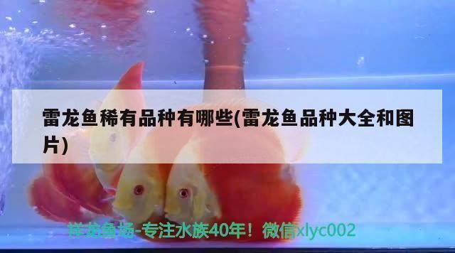 給龍魚下鹽水比（如何給龍魚下鹽水）