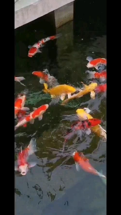 黃化銀龍魚怎么養(yǎng)才能活得久一些