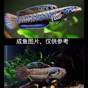雷龍魚怎么喂飼料好：雷龍魚飼料品牌推薦