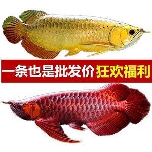 紅龍魚吃什么激素可以上色快（紅龍魚吃什么上色快）