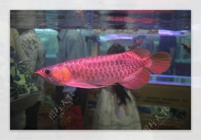 紅龍魚最佳配魚排行榜：紅龍魚最佳配魚排行榜泰國虎、鲼魚、帝王九間和彩虹珠
