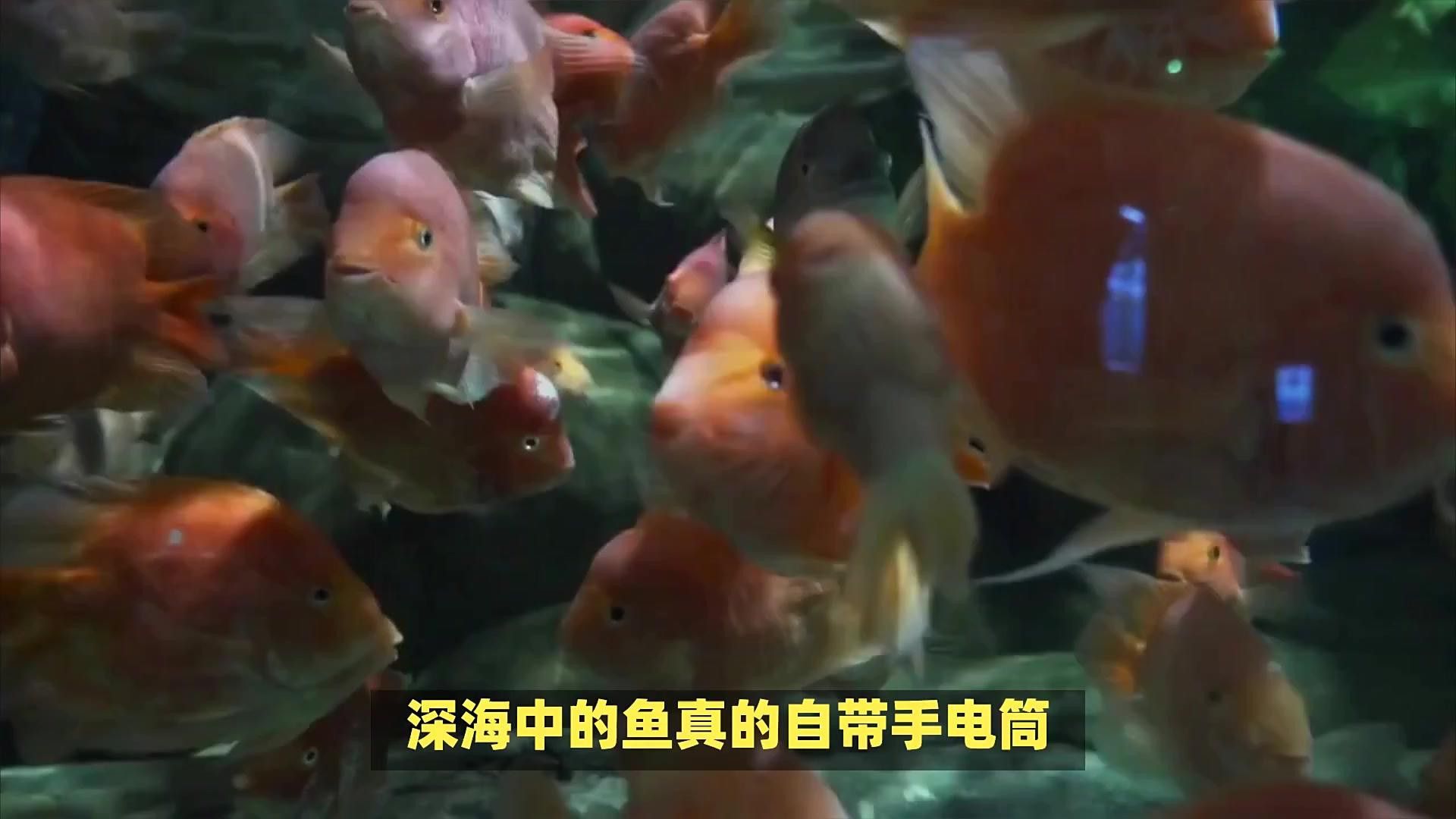 深海黑魚龍魚