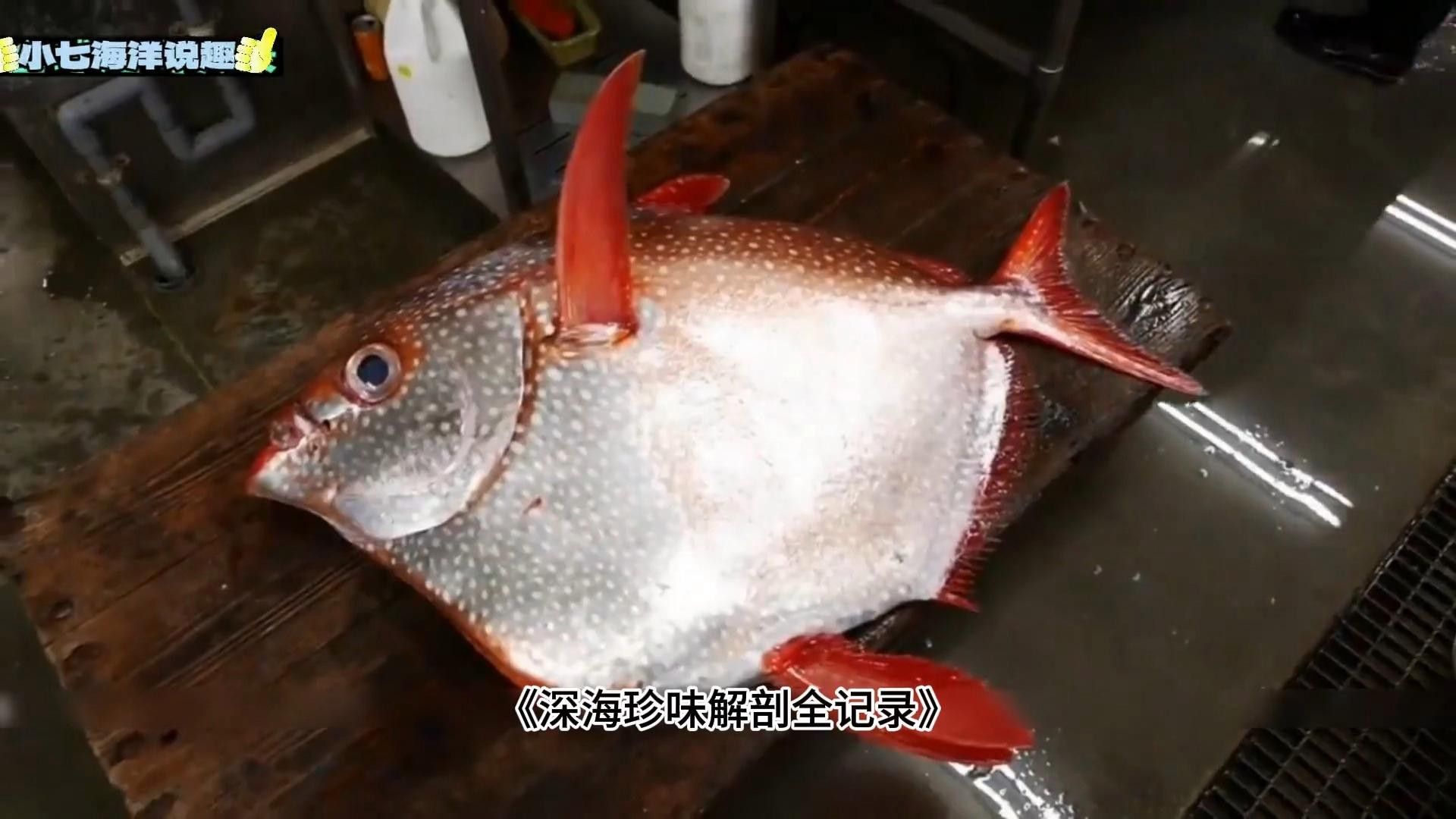 深海黑魚龍魚