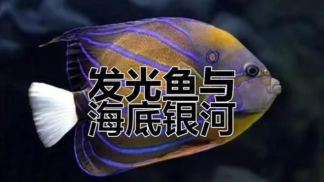 深海黑魚龍魚