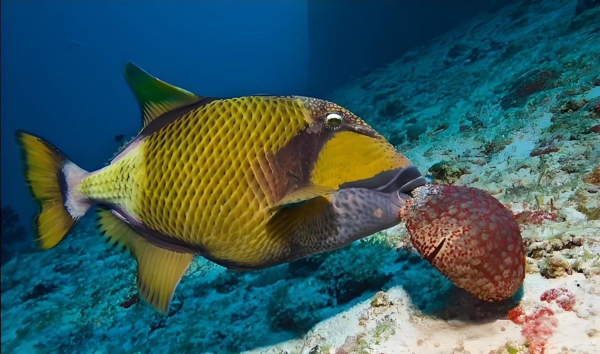 深海黑魚龍魚