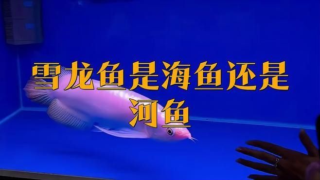 銀龍魚有哪些品種？