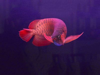 祥龍魚場龍魚出口在哪里（祥龍魚場是一家專注于龍魚出口及相關業務的老牌企業）