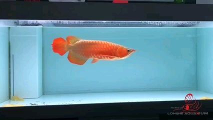 紅細(xì)胞龍魚多少錢一條：紅細(xì)胞龍魚多少錢一條紅細(xì)胞龍魚多少錢一條