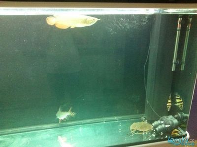 養龍魚要一直開著燈嗎？：養龍魚并不一定需要一直開著燈，