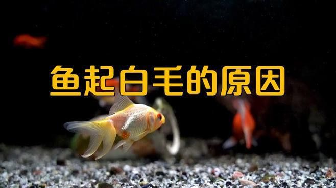 如何預防龍魚白霉病？