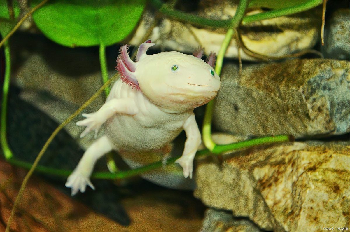 六角恐龍魚多久成年
