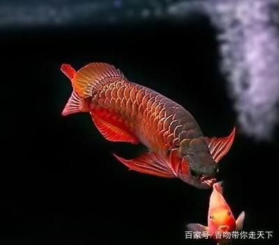 最美龍魚：最美的龍魚品種