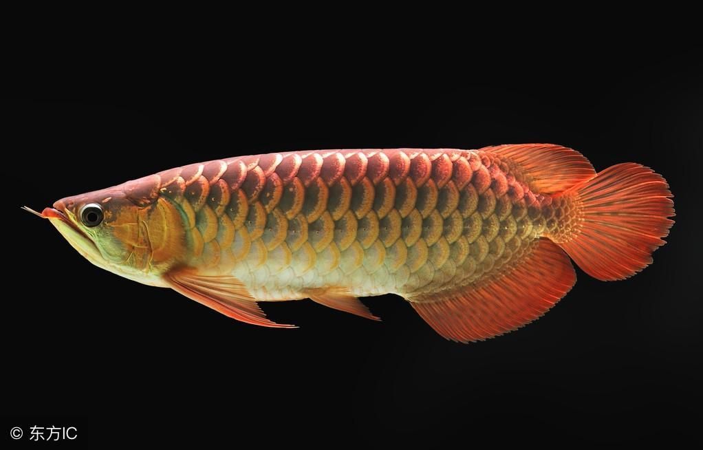 最美龍魚：最美的龍魚品種
