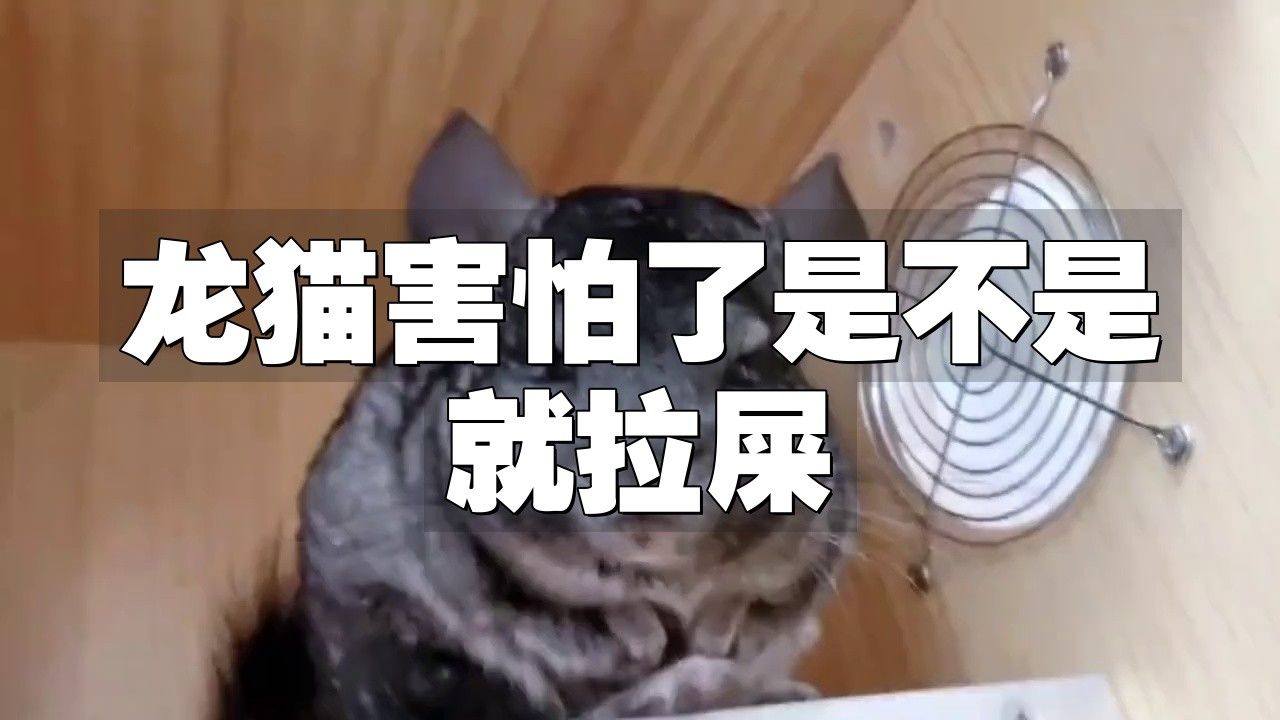 如何判斷龍貓是否適應新環境？
