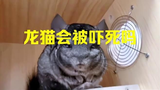 如何判斷龍貓是否適應新環境？