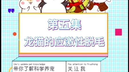 如何判斷龍貓是否適應新環境？