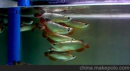 金龍魚魚缸價格：金龍魚魚缸價格信息是關于金龍魚魚缸的一些價格信息