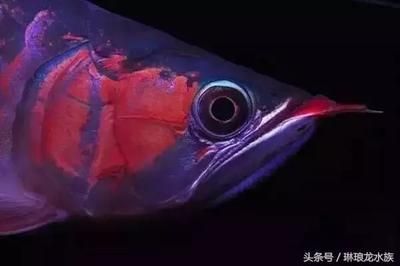 龍魚兜嘴手術教程：龍魚兜嘴手術的詳細教程