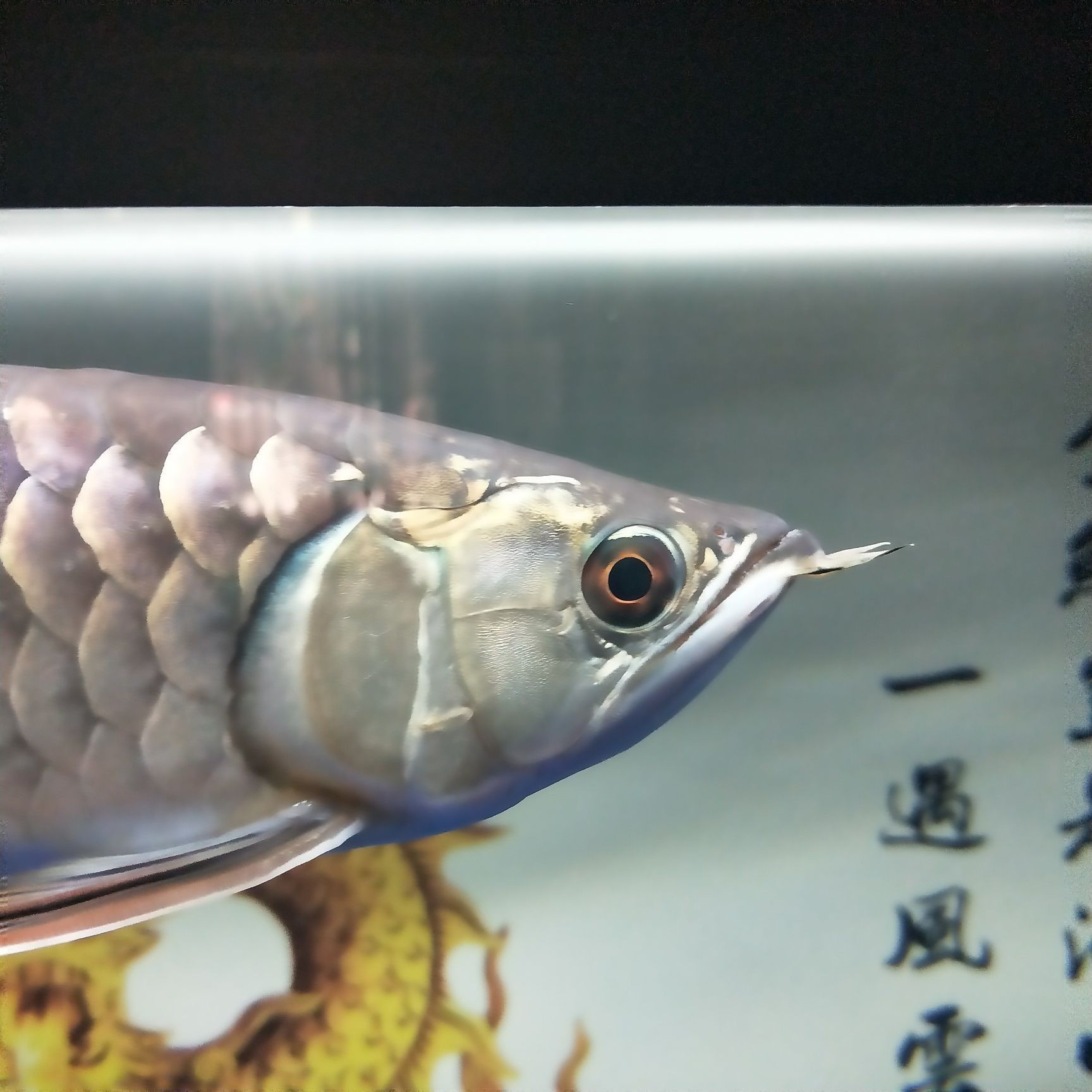 龍魚兜嘴手術教程：龍魚兜嘴手術的詳細教程