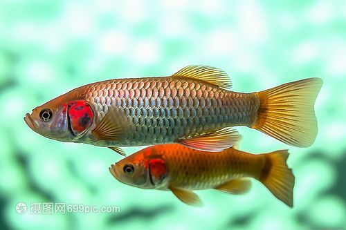 養(yǎng)龍魚的魚缸高度是多少？：養(yǎng)龍魚的魚缸高度是一個(gè)重要的考慮因素，養(yǎng)龍魚的魚缸要求多高