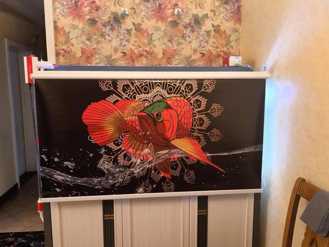 龍魚掉眼跟燈光有關(guān)系嗎圖片