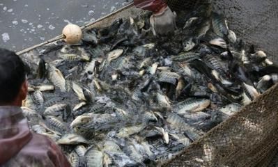 龍魚怎么抓出來的：抓捕龍魚時(shí)應(yīng)盡可能地采用溫和的方法避免對其造成傷害