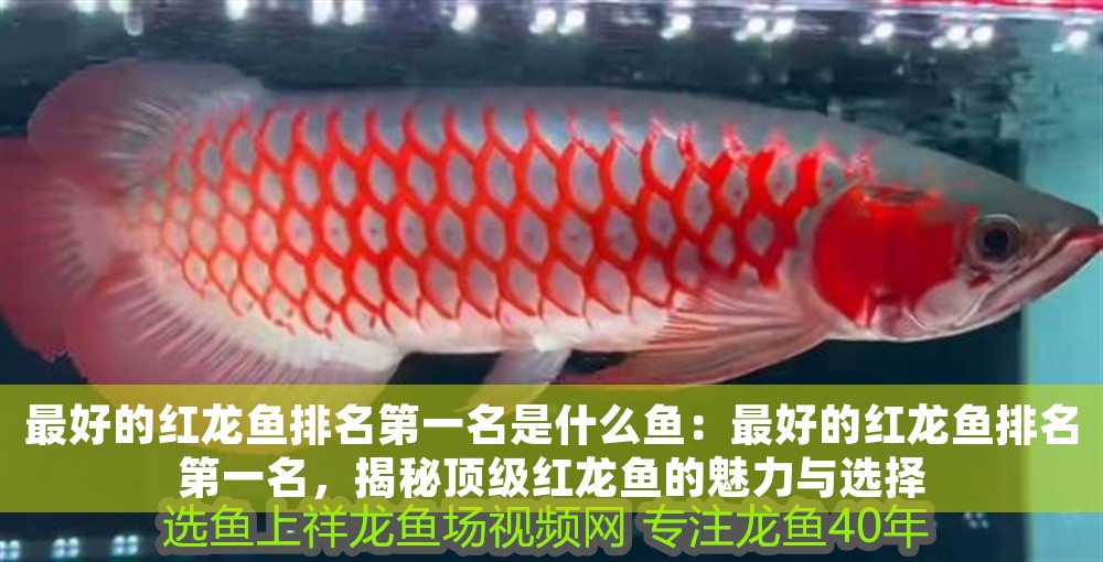 最好的紅龍魚排名第一名是什么魚：最好的紅龍魚排名第一名，揭秘頂級紅龍魚的魅力與選擇