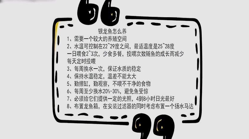 銀龍魚要多少水溫養