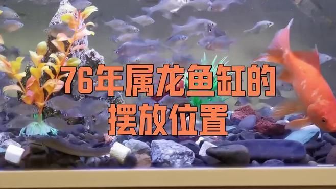 屬龍人養魚的最佳擺放位置在哪里？