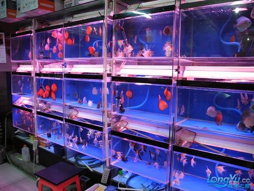 北京和興龍魚在哪里賣的
