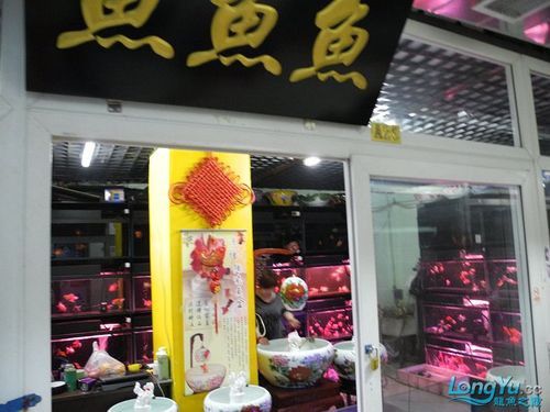 北京和興龍魚在哪里賣的