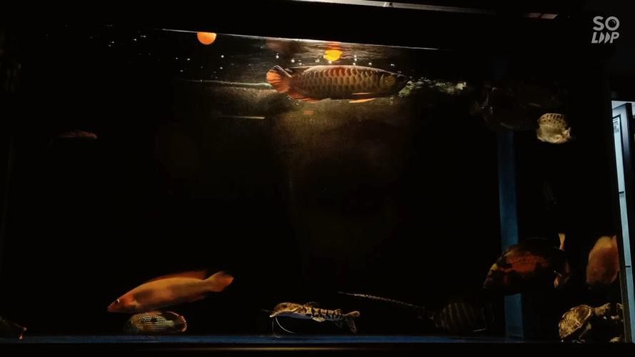 胭脂魚能和龍魚混養嗎圖片欣賞