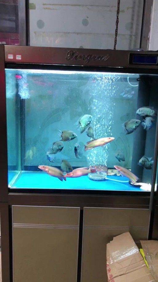 胭脂魚能和龍魚混養嗎圖片欣賞
