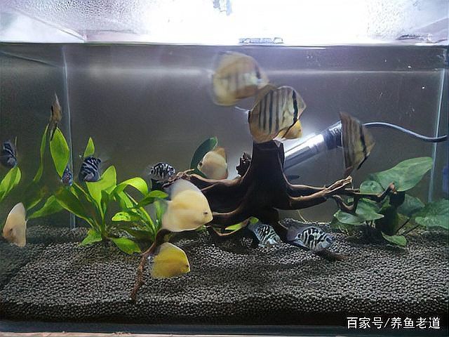 胭脂魚能和龍魚混養嗎圖片欣賞