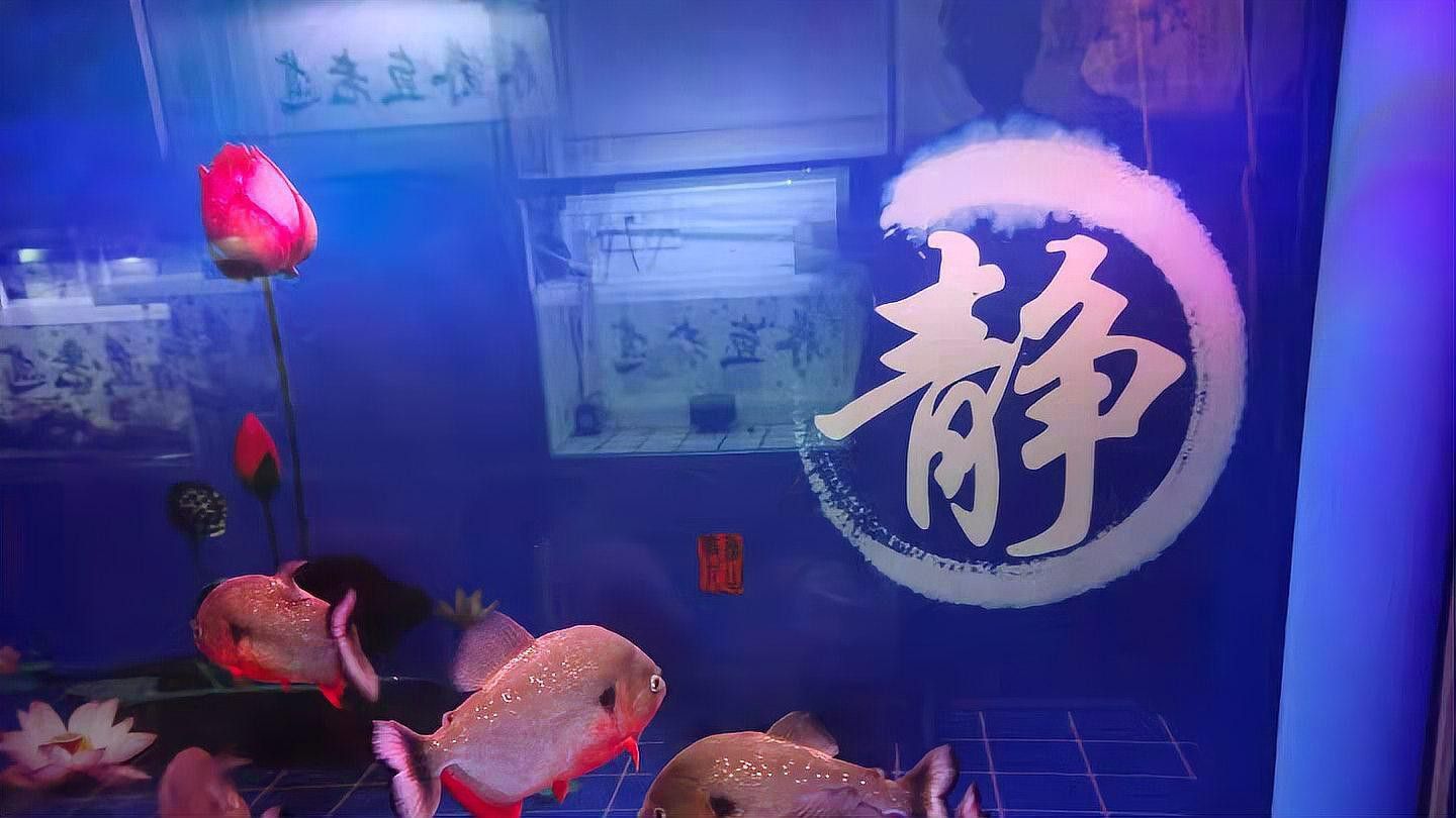 胭脂魚能和龍魚混養嗎圖片欣賞
