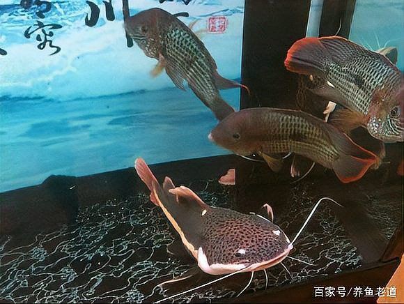 胭脂魚能和龍魚混養嗎圖片欣賞