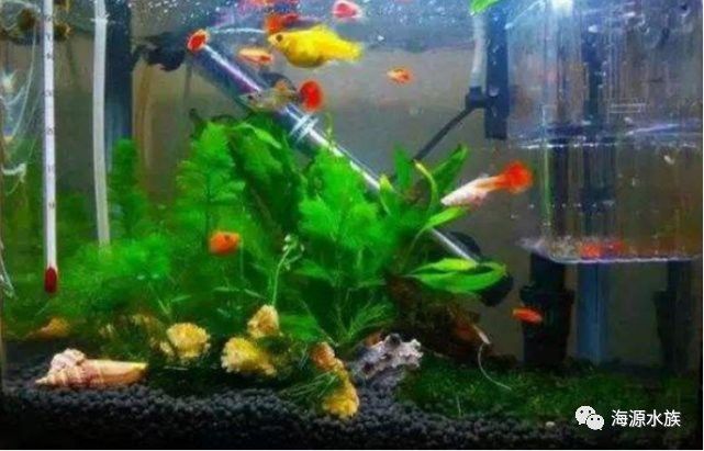 胭脂魚能和龍魚混養嗎圖片欣賞
