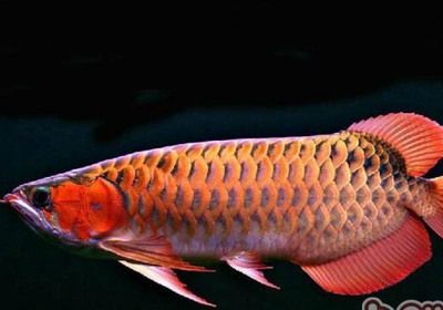 龍魚最貴的是什么：世界上最貴的兩種龍魚品種，你知道是什么嗎？