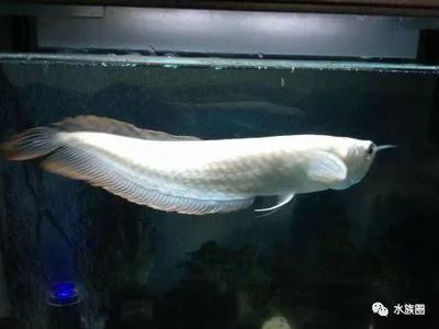 銀龍魚活餌與死餌對比：銀龍魚活餌與死餌的使用效果分析銀龍魚活餌與死餌的使用效果