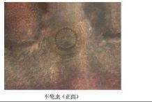 龍魚拔鱗后如何判斷是否感染？