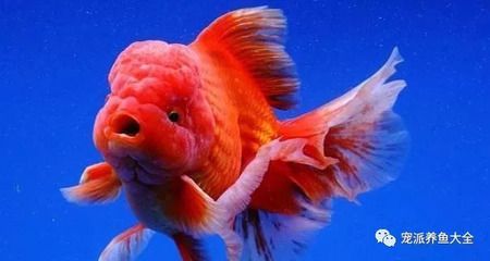 紅龍魚要用什么燈管好一點（養(yǎng)紅龍魚用什么燈好） 紅龍魚要用什么燈管好一點（養(yǎng)紅龍魚用什么燈好） 龍魚百科 第4張