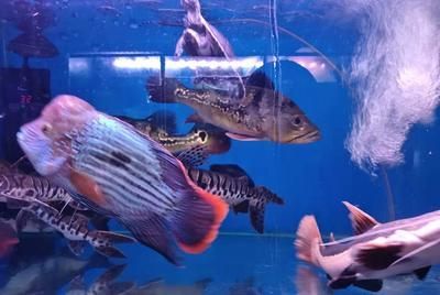 觀賞魚藍龍魚怎么養殖的：藍龍魚養殖需要考慮以下幾個關鍵因素，藍龍魚養殖需要考慮