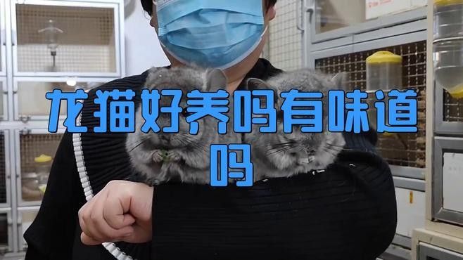 龍貓單養需要多大的籠子？