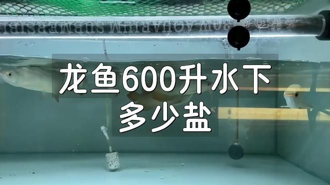 龍魚缸加鹽什么比例