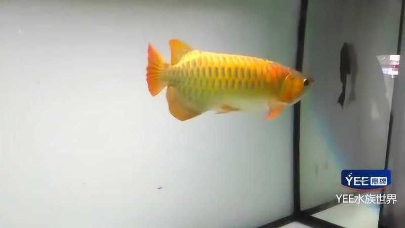 紅寶石金龍魚視頻播放