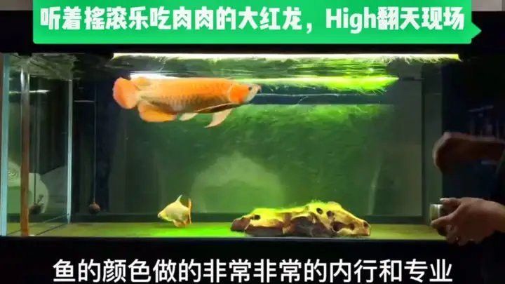 紅寶石金龍魚視頻播放